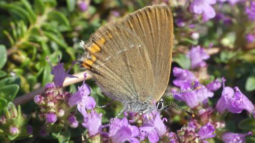 Satyrium acaciae